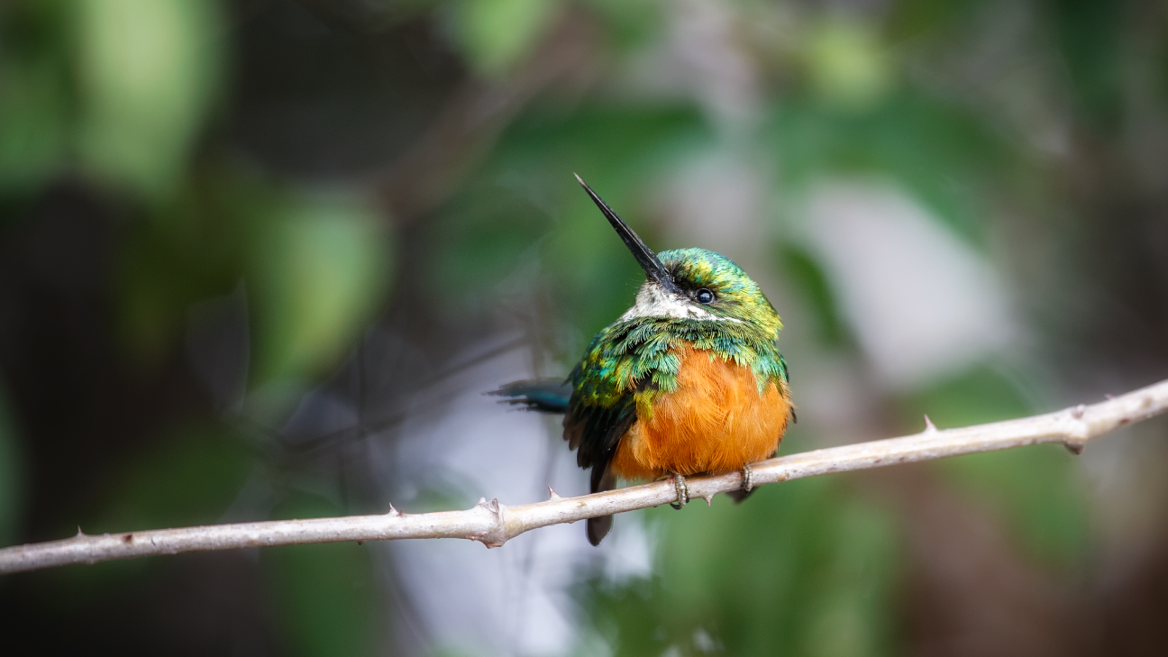 Chamada para a Conservação da Biodiversidade na Mesoamérica